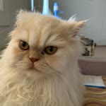 Rahim