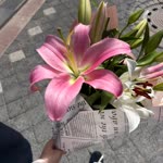 Hafsa