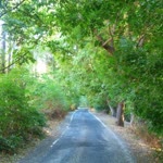 Veysi
