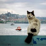 Sevgi
