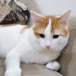 Merve