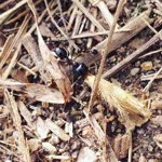 Enes