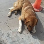 Ayten