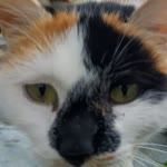 Kedigiler
