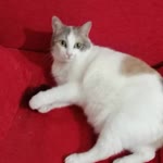 Sibel