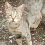 Zeynep