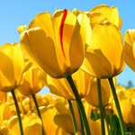 Profil fotoğrafı