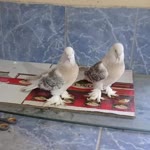 Güvercin