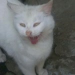 Sadiye