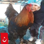 Hakan