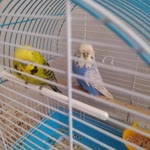 Abdullah