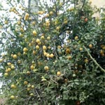 Ayten