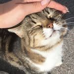 Aysede