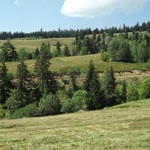 Erdal
