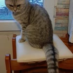 Selma