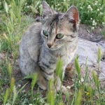 Fatma