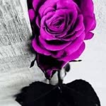 Nigar
