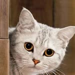 Sultan