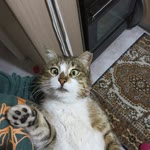 Emine