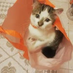 Gül