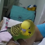 Ali