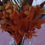 Hatice