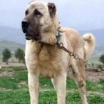 Abdullah