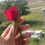 Gülizar