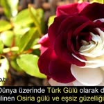 Kızçelerim