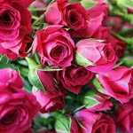 Elif