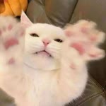 Songül