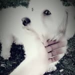 Erol