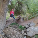 Halil