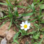 Zeynep