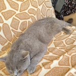Eren