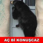 Mahmut