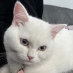 Özlem