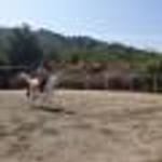 Halil