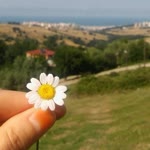 Eda