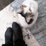 Tugce