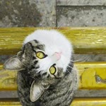Sibel