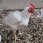 Gürkan