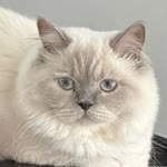Vural