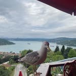 Yasemin