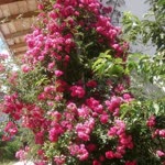 Demet