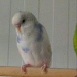 Elif