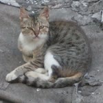 Fulya