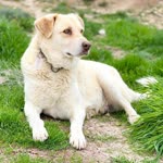 Arzu