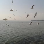 Merve