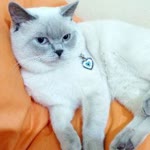 Ayşe